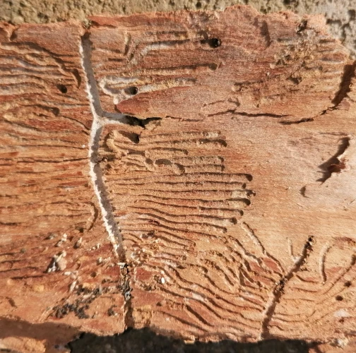 Ash bark beetle