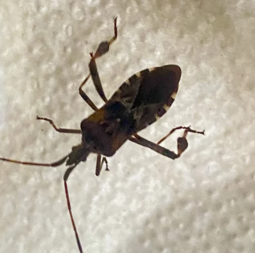 Western conifer seed bug