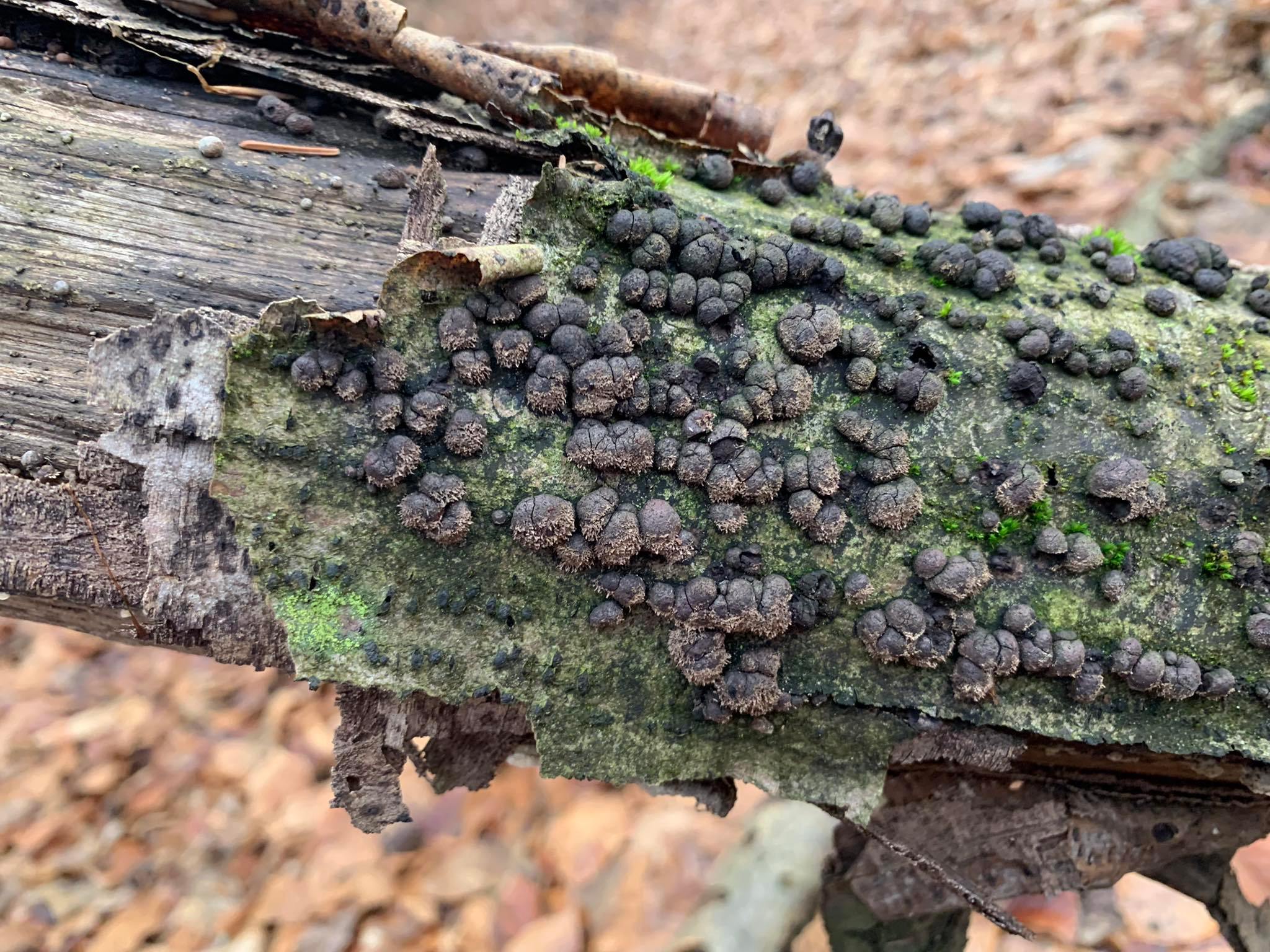 Hypoxylon fragiforme