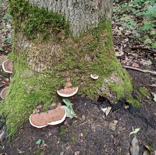 Ganoderma applanatum (= lipsiense)