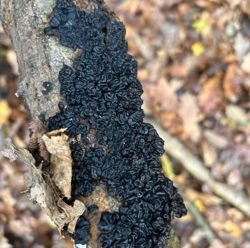 Witches&rsquo;s butter