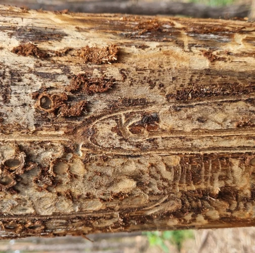 Six-toothed pine bark beetle