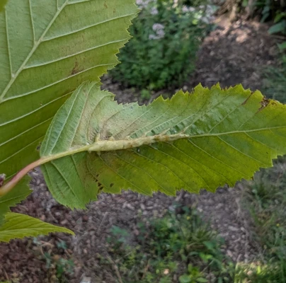 Gall midge Zygiobia carpini