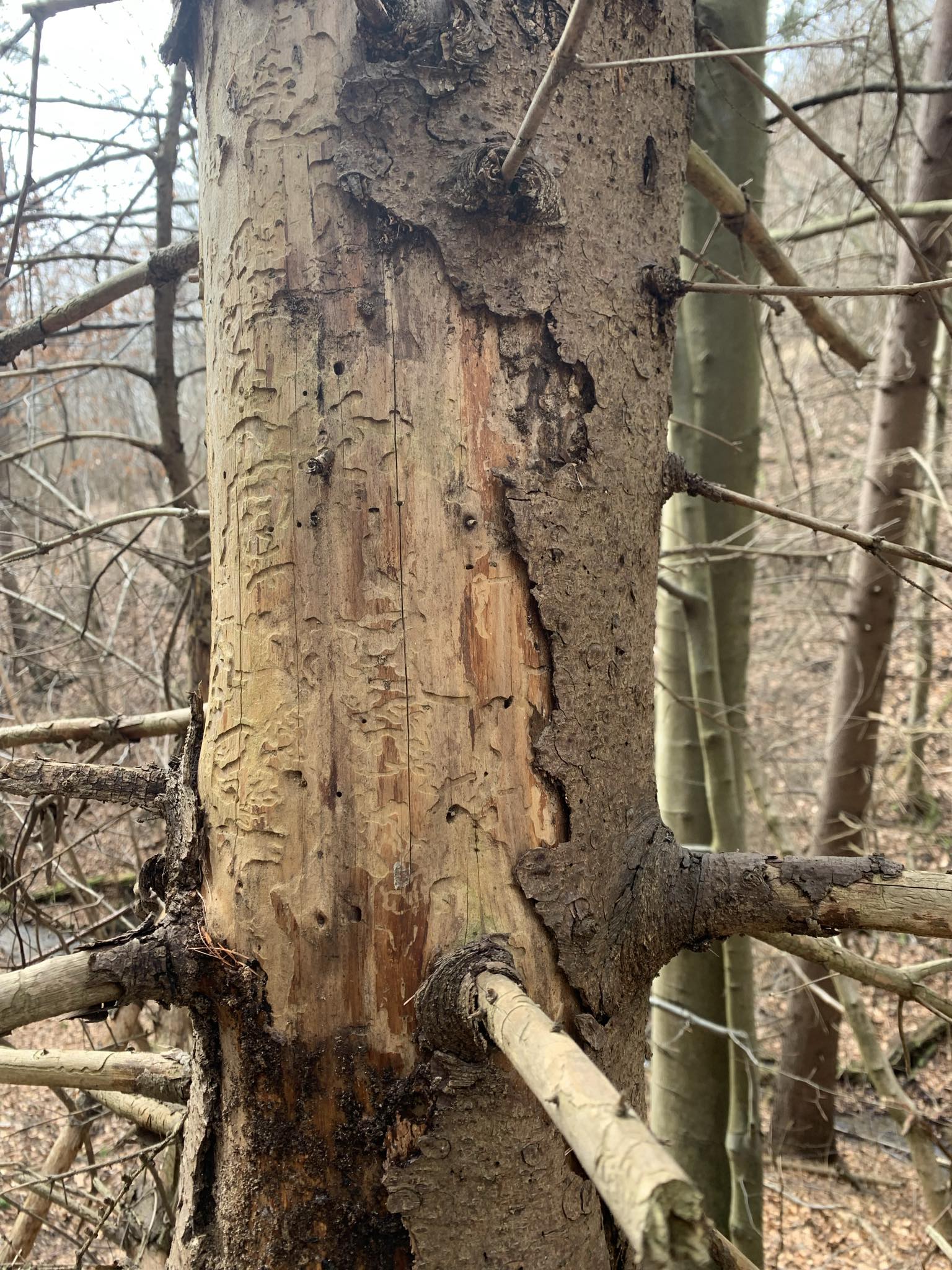 A - nejednoznačne určený, nie sme si istí