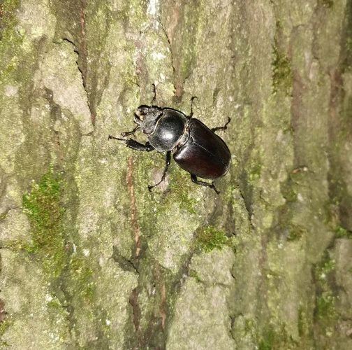 Stag beetle