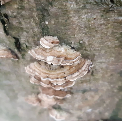 Turkey tail