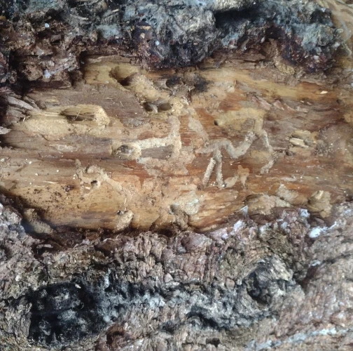Ribbed pine borer