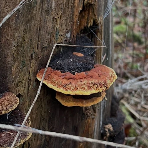 Fungus Gloeophyllum odoratum 