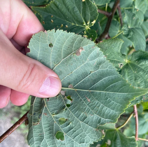 Gall mite Eriophyes tiliae