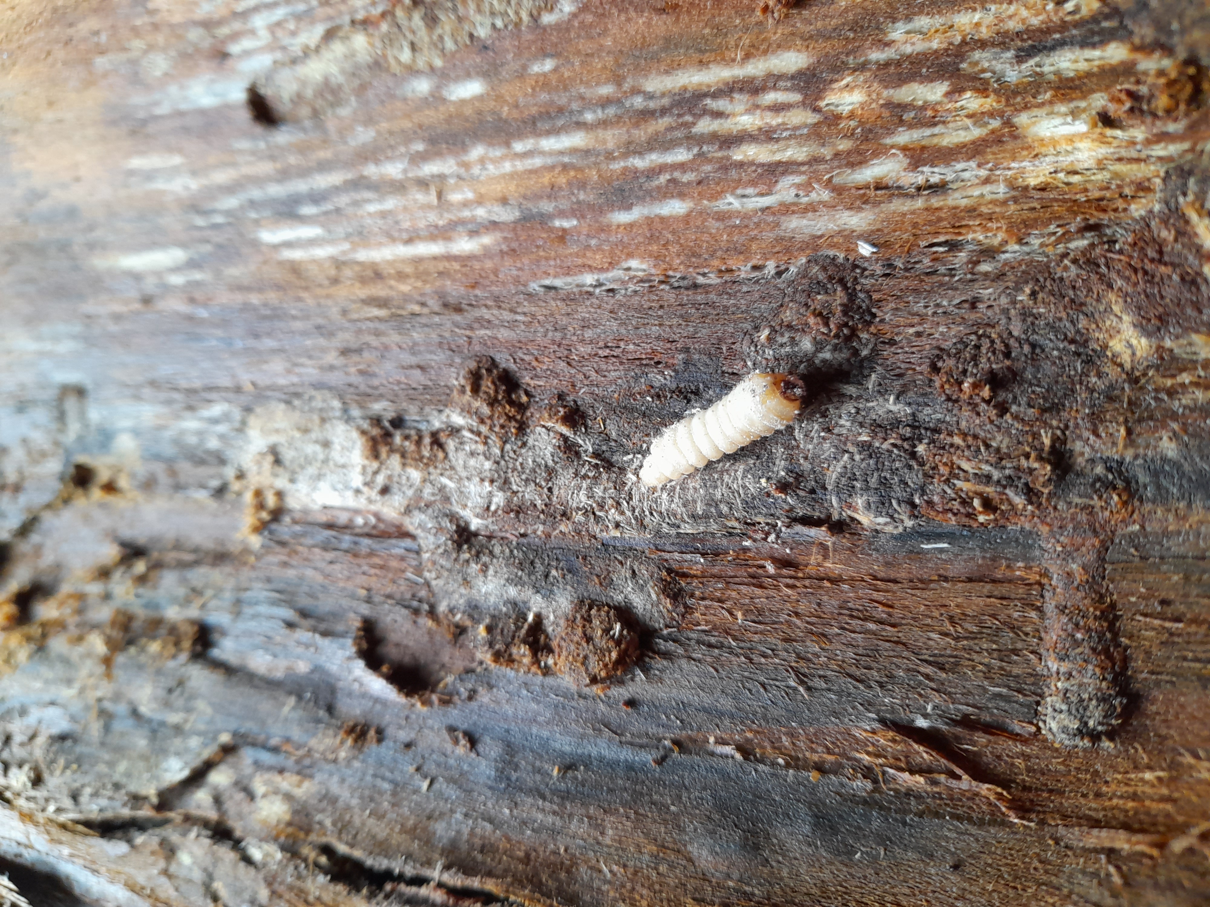 A - nie je v databáze