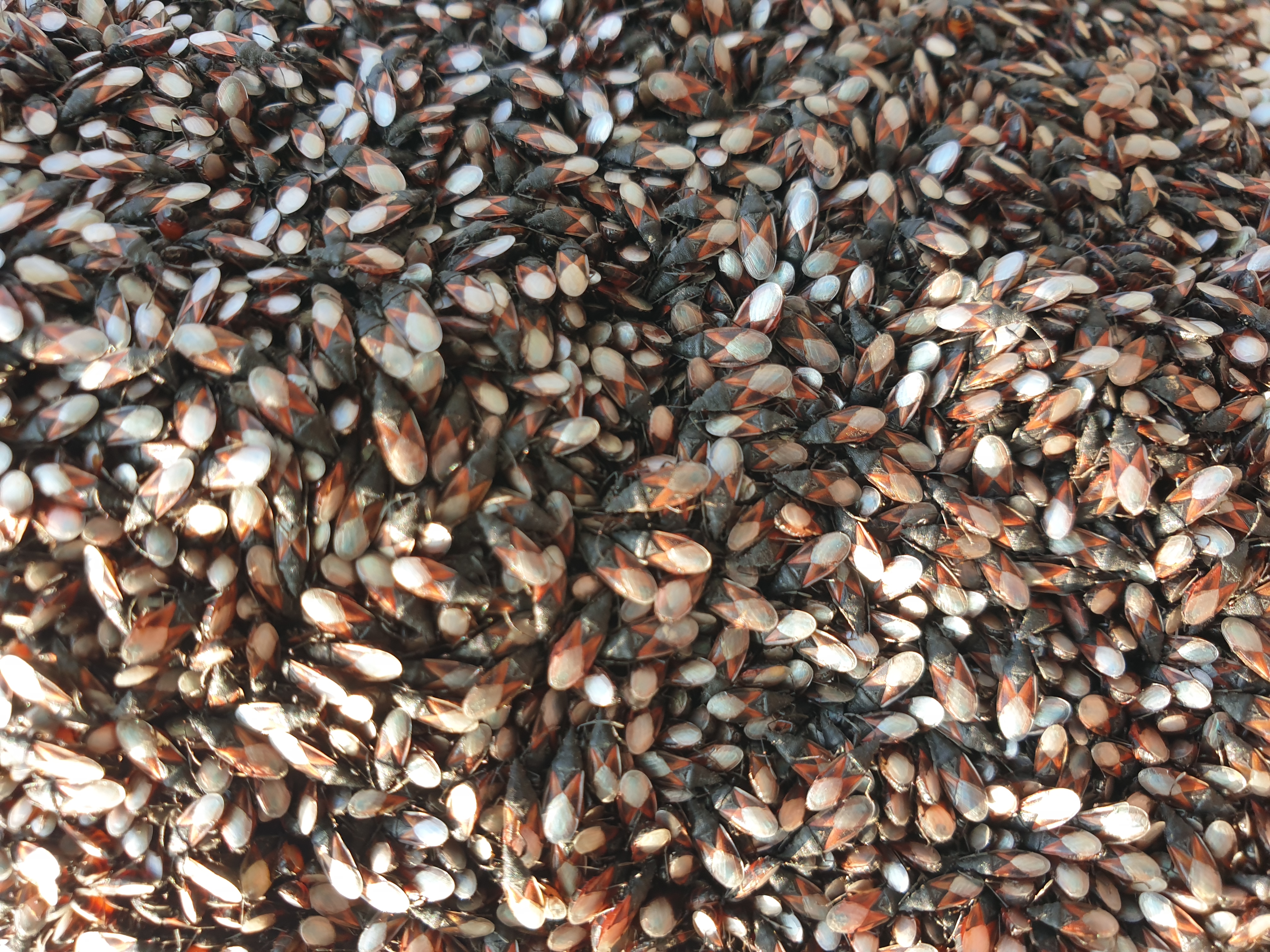 Oxycarenus lavaterae