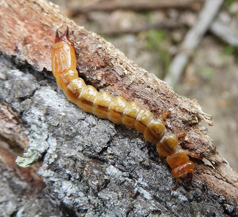 A - nie je v databáze