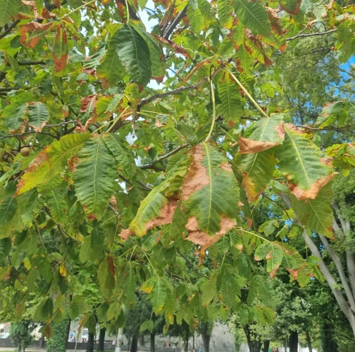 Horse-chestnut leaf blight
