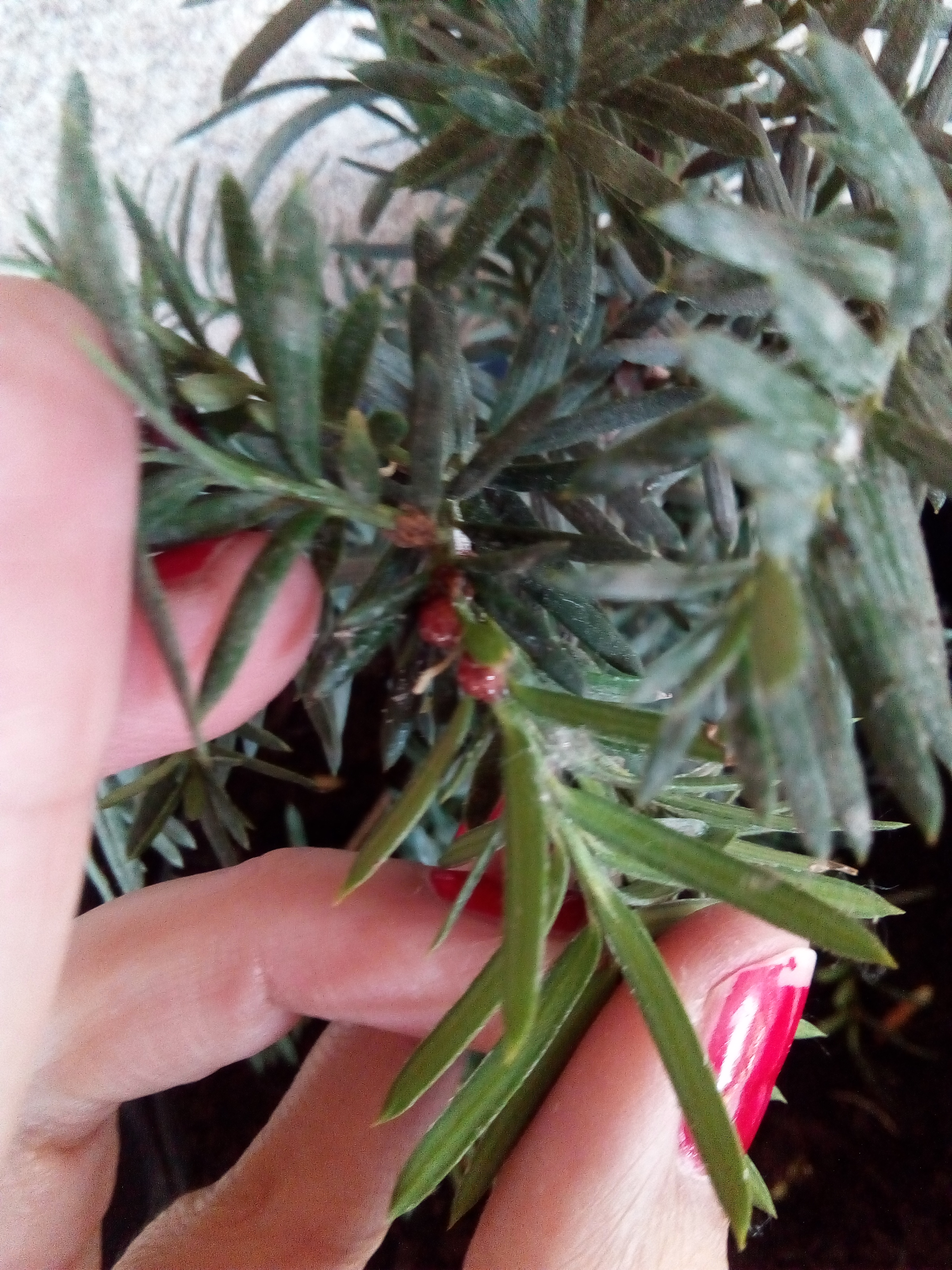 Parthenolecanium rufulum