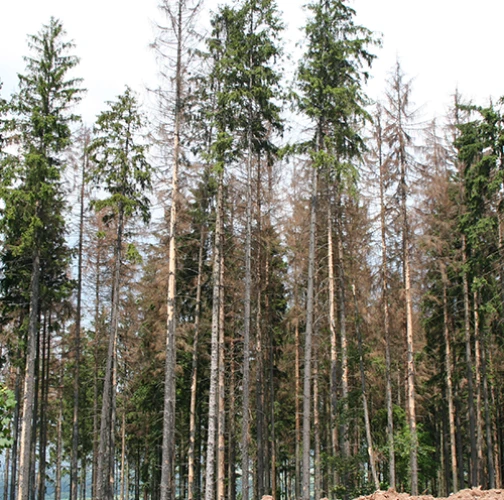 European spruce bark beetle