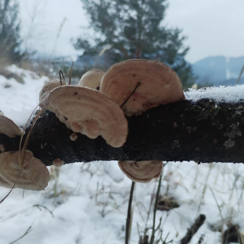 Michaela Kútniková 