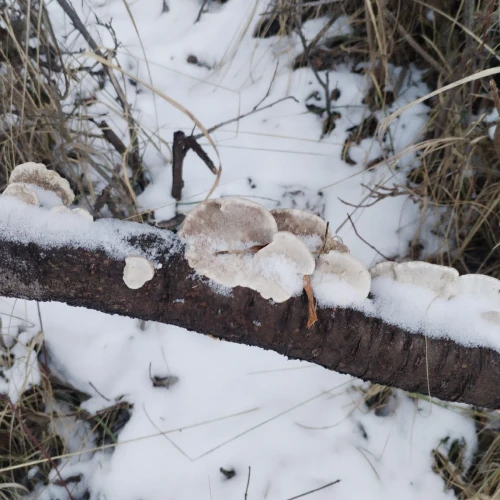 Michaela Kútniková 