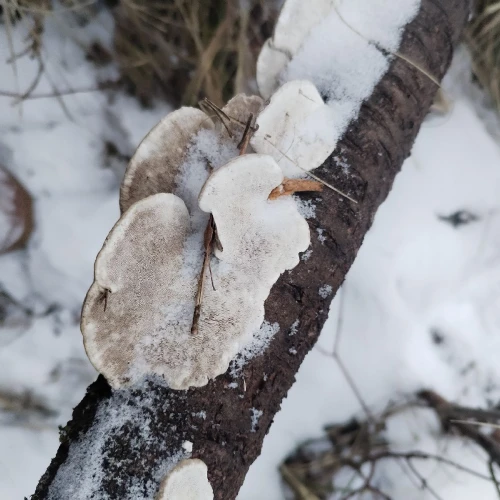 Michaela Kútniková 