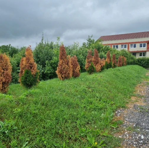 Cypress jewel beetle