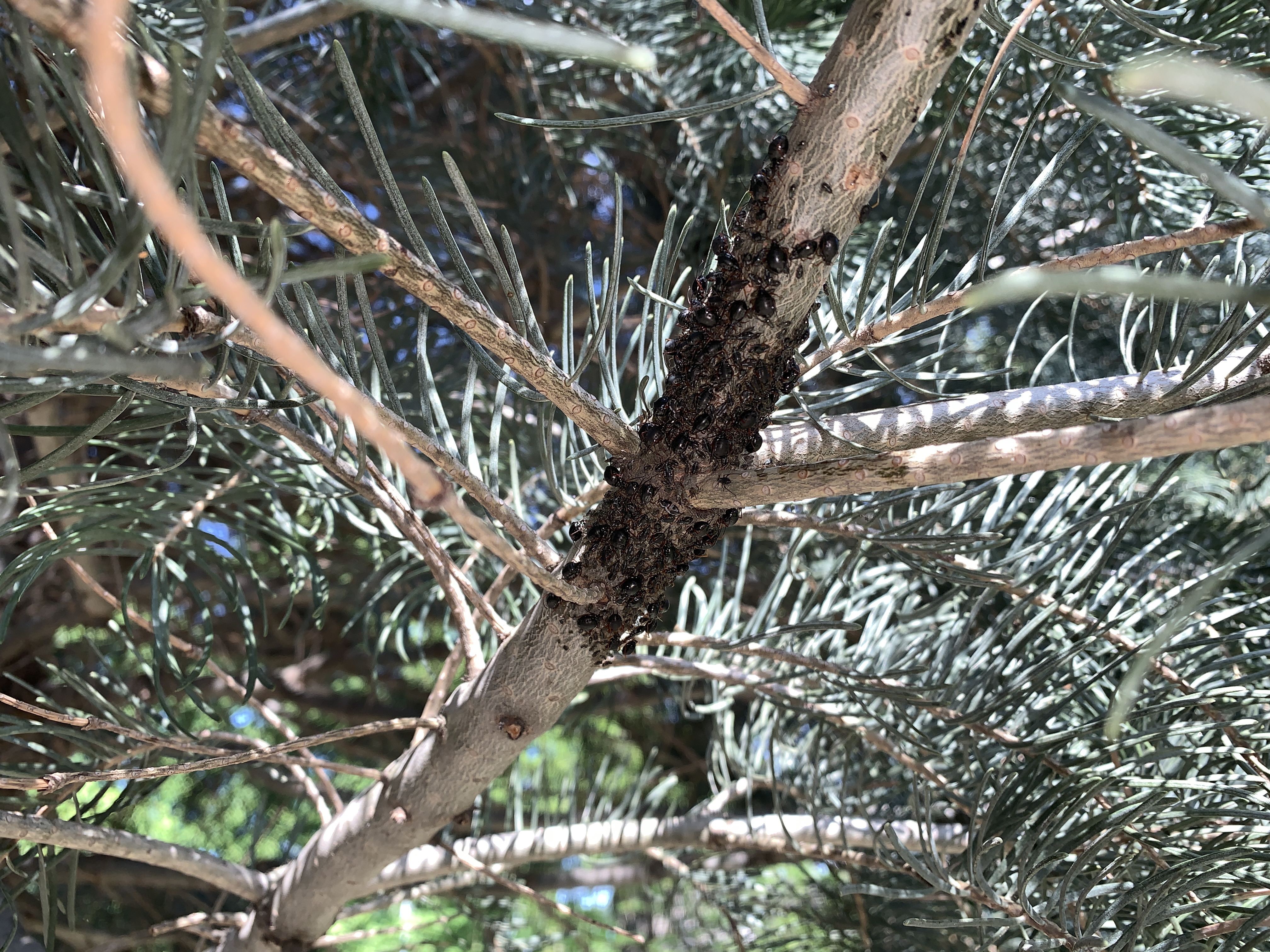 A - nie je v databáze