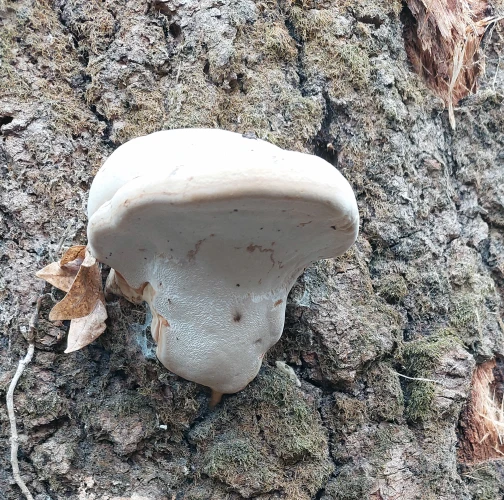Tinder fungus