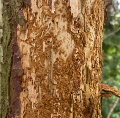 Lesser pine shoot beetle
