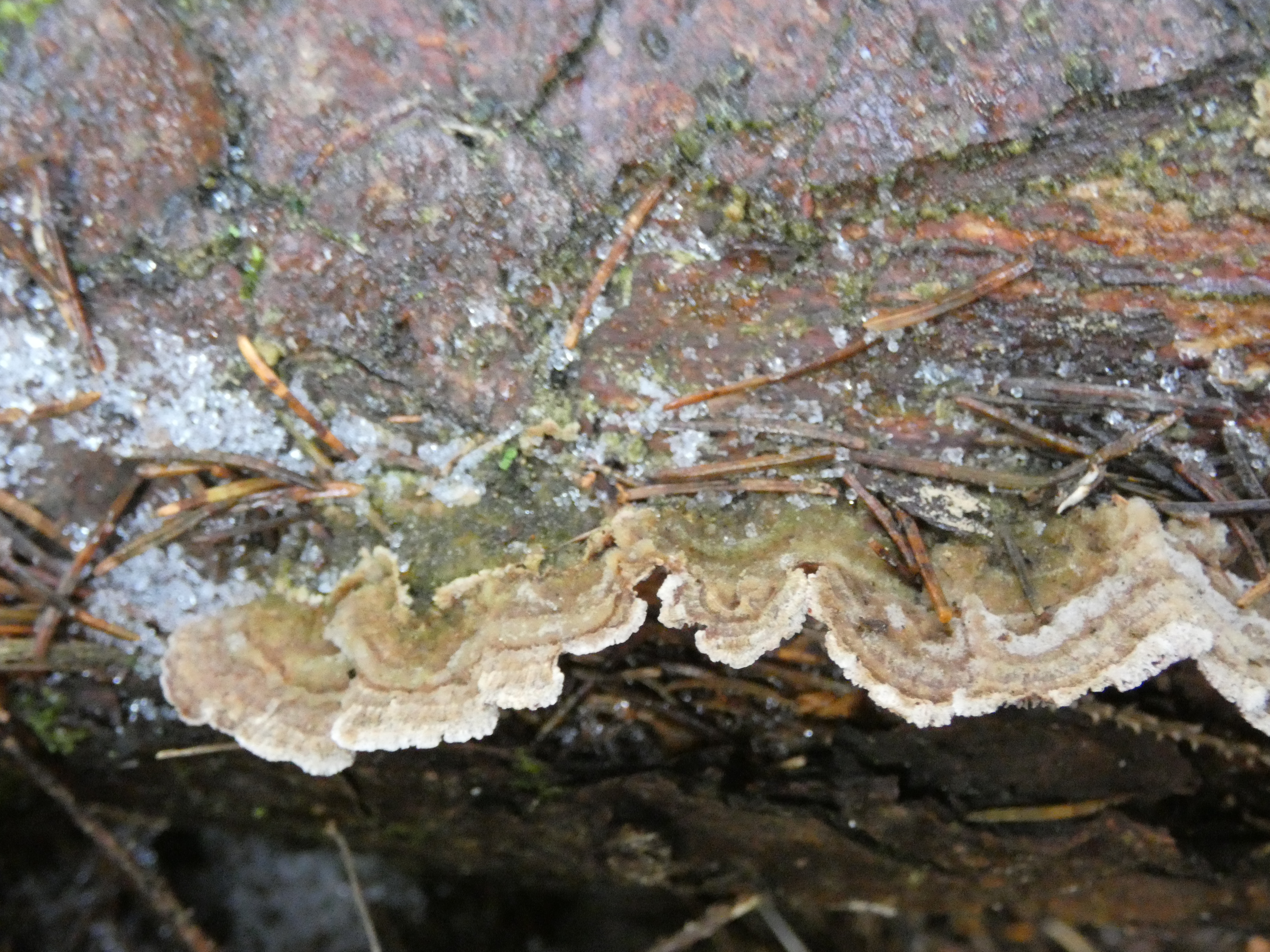 Trichaptum abietinum