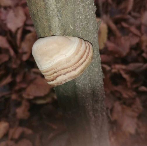 Tinder fungus