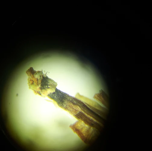 Chilahsaeva Ekaterina