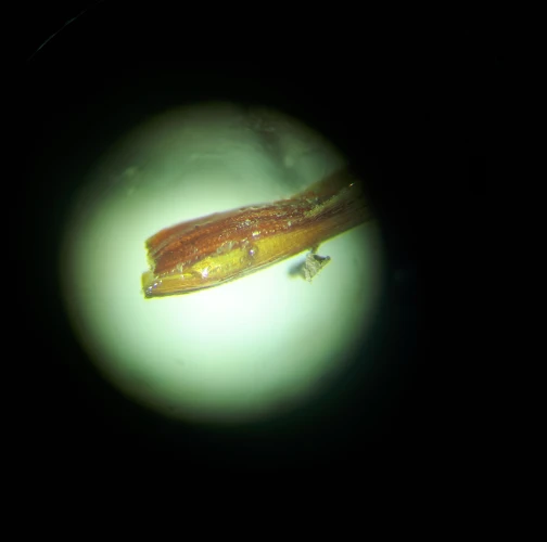 Chilahsaeva Ekaterina