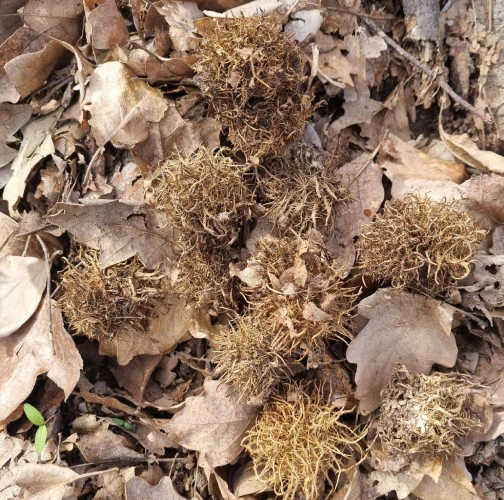 Gall wasp Andricus caputmedusae