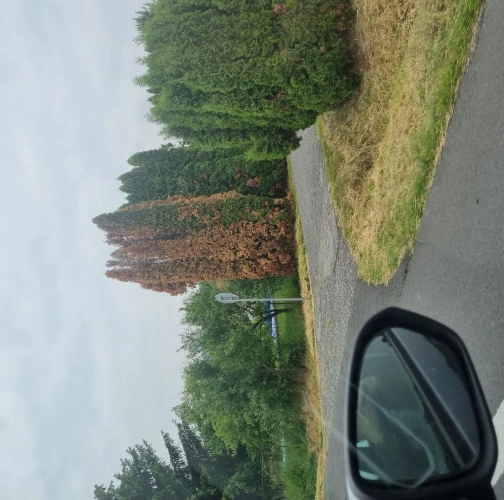 Cypress jewel beetle