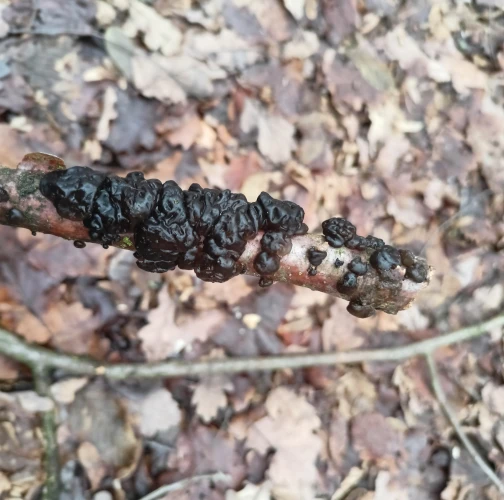 Witches&rsquo;s butter