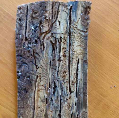 European spruce bark beetle