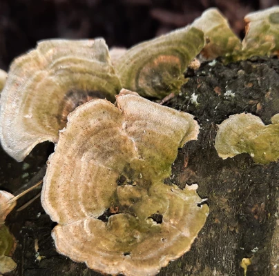 Trametes wood decay
