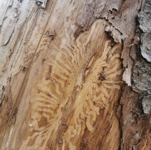 European spruce bark beetle