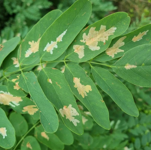 Locust digitate leaf miner