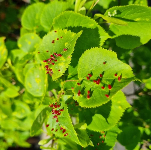 Gall mite Eriophyes tiliae