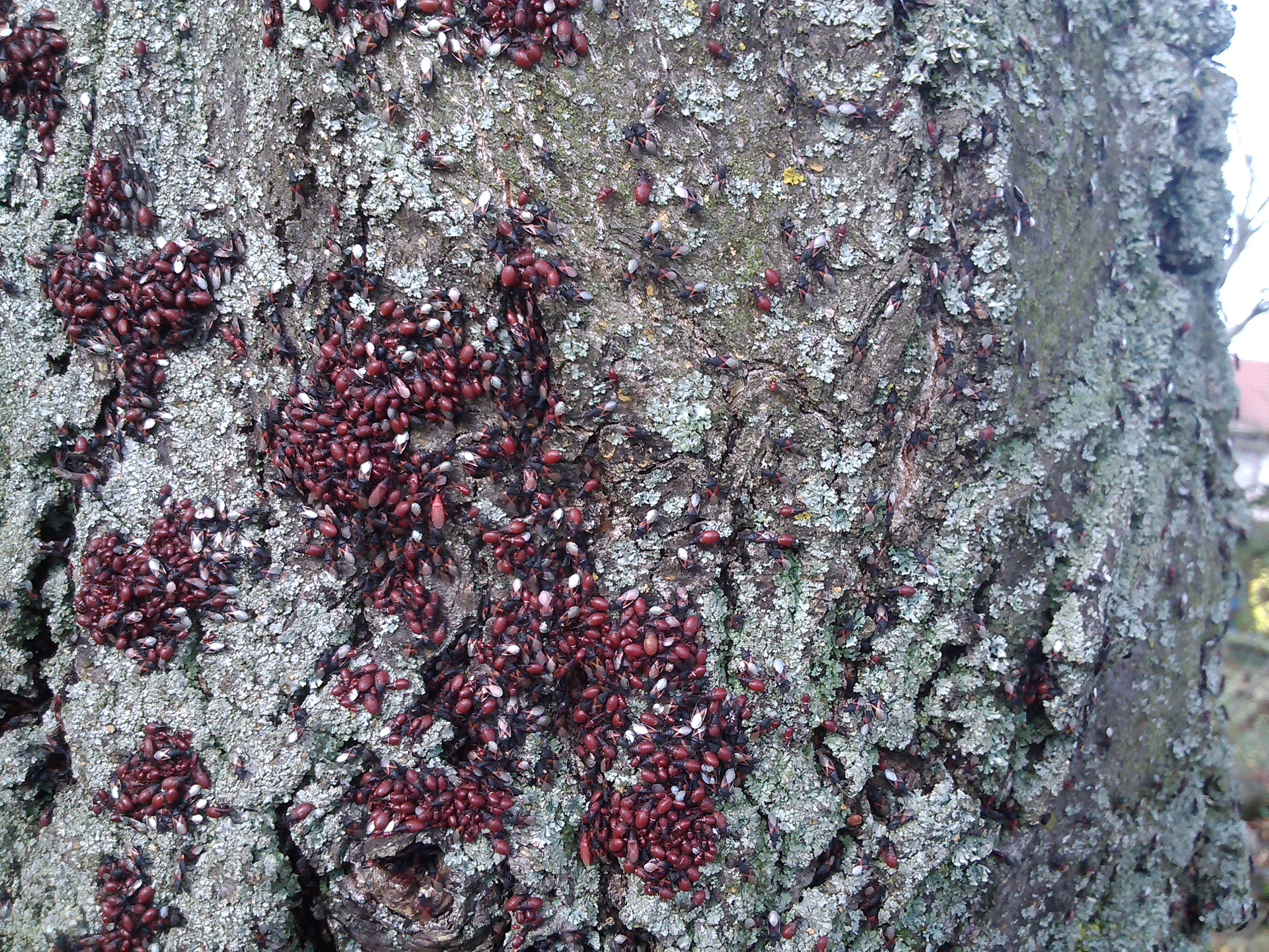 Oxycarenus lavaterae