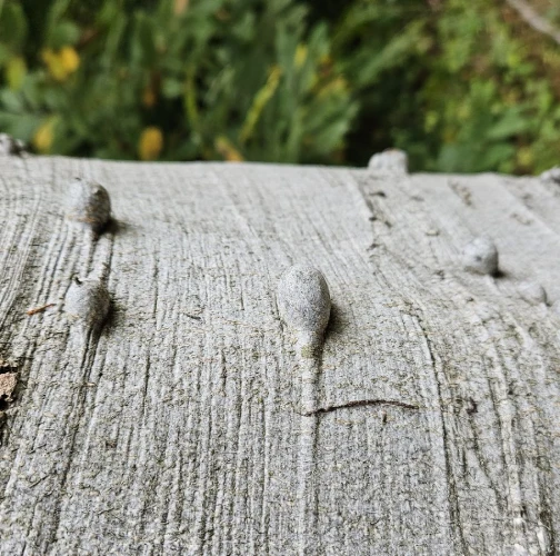 A - Ambiguously determined, we are not sure