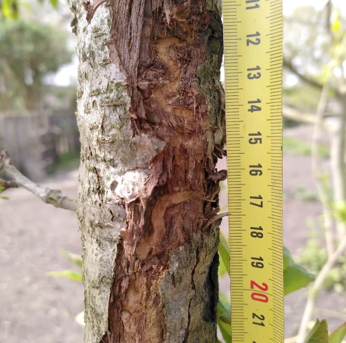 Sinuate pear tree borer