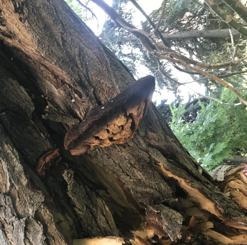 Fungus Inonotus hispidus 