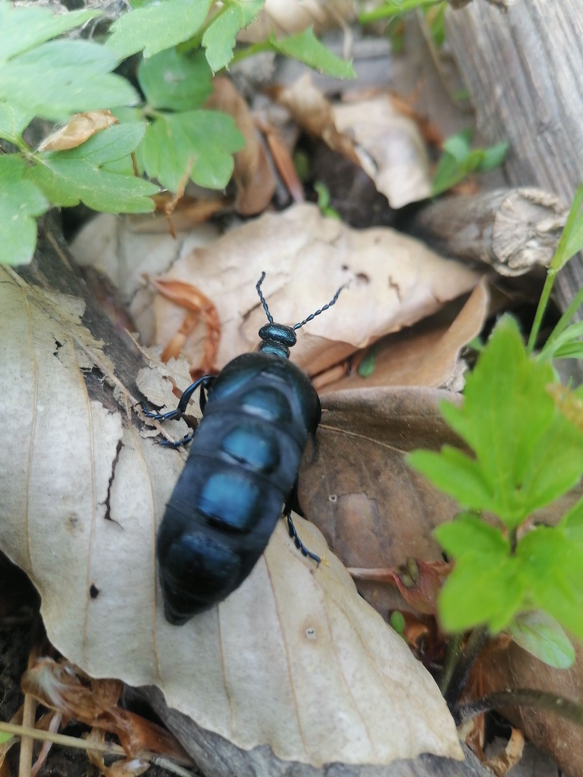 A - nie je v databáze