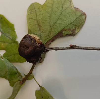 Oak apple gall wasp