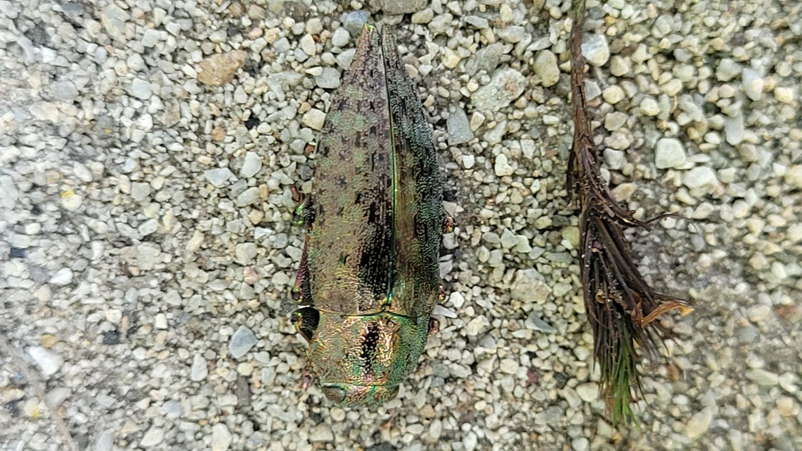 A - nie je v databáze