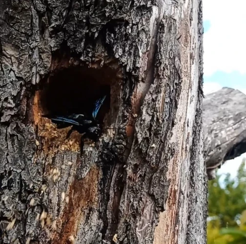 Violet carpenter bee