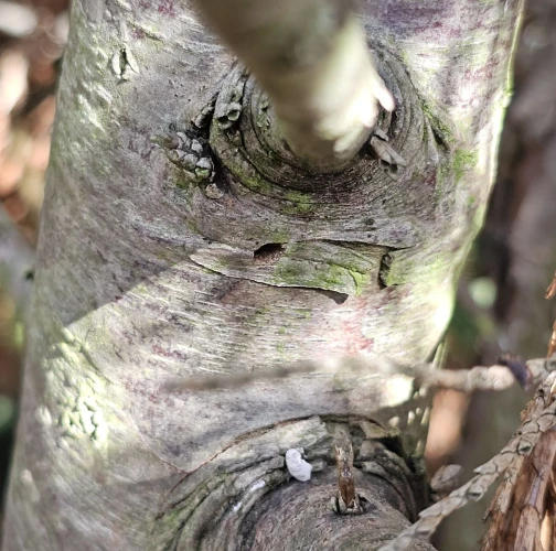 Cypress jewel beetle