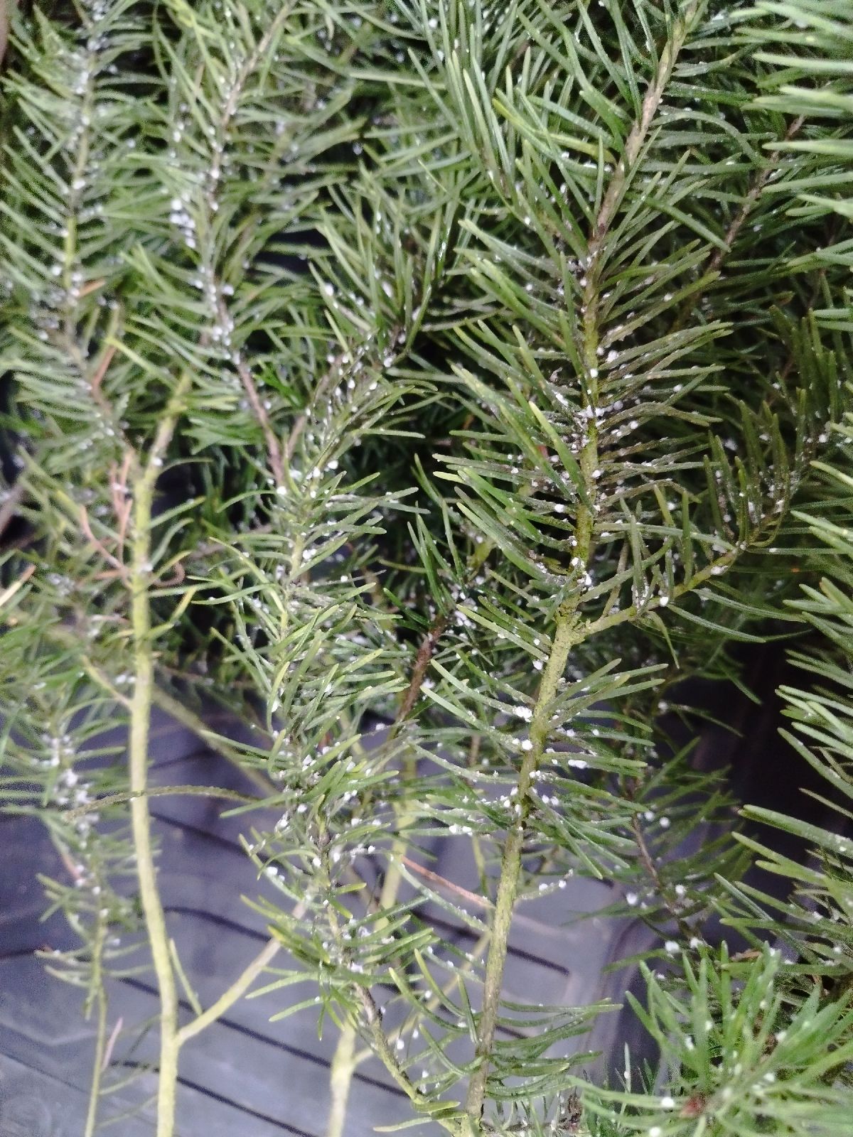 Gilletteella cooleyi