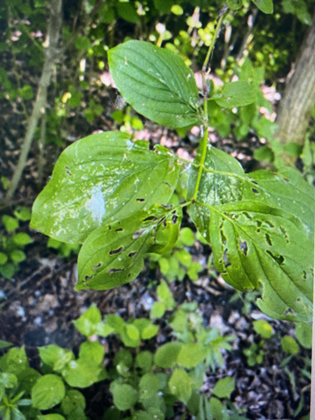 A - nejednoznačne určený, nie sme si istí