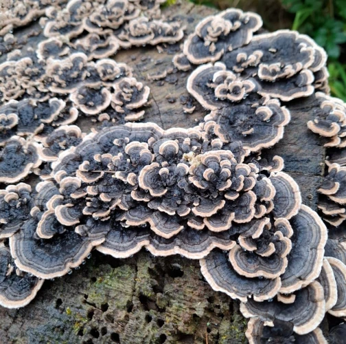 Turkey tail